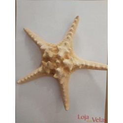 Estrela do Mar 25/30cm